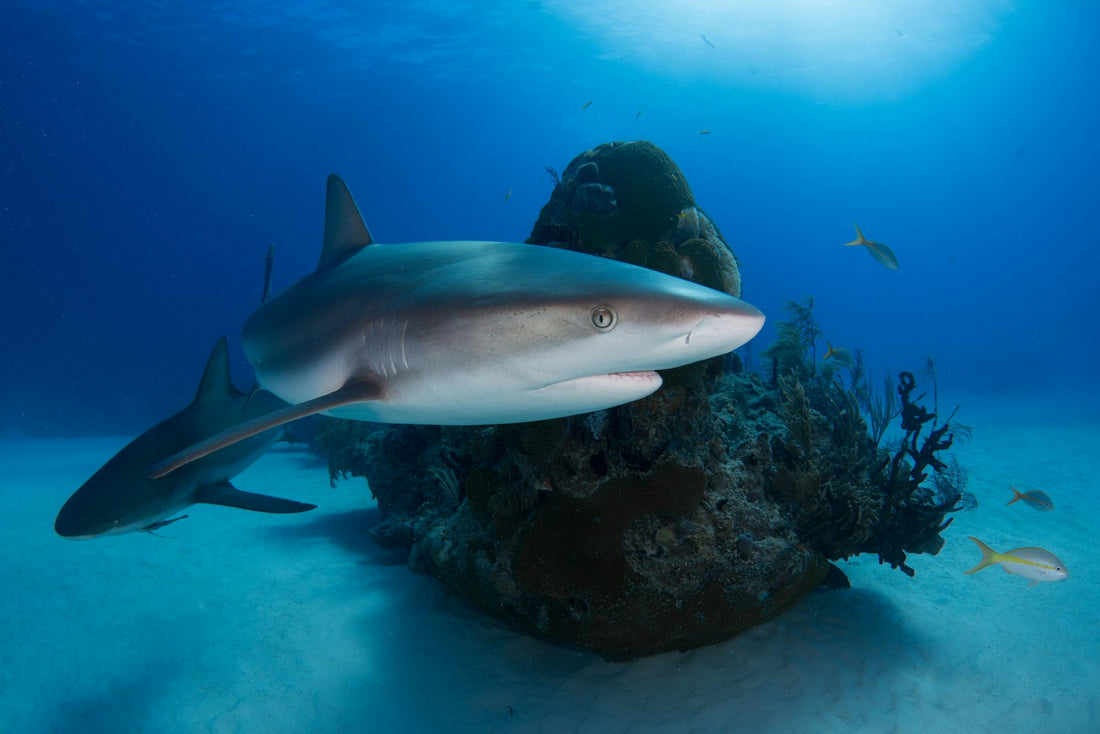 Two Caribbean reef sharks swimming in clear blue water