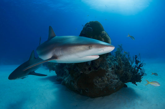 Two Caribbean reef sharks swimming in clear blue water