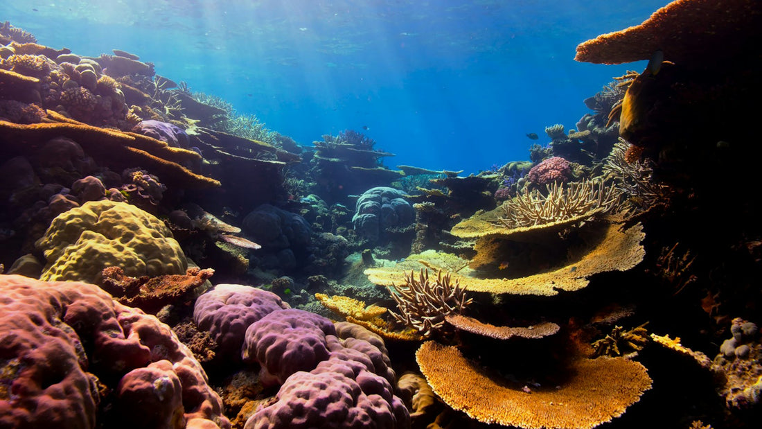 A diver swimming over a coral reef covered in corals and sponges