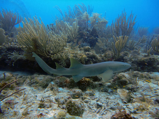 A nurse shark swimming past a reef ledge
